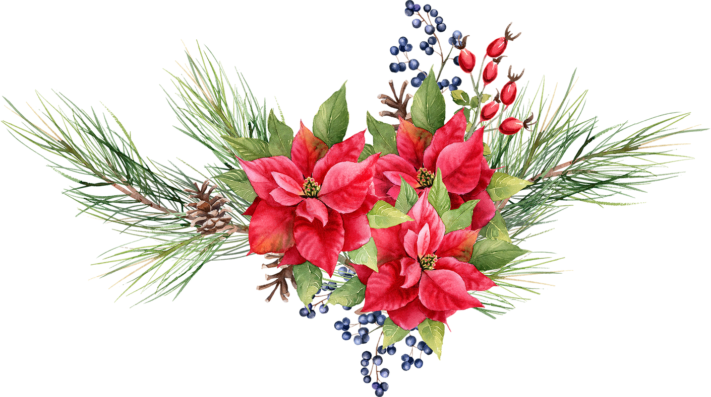 Christmas floral bouquet. Poinsettia with pine fir branches