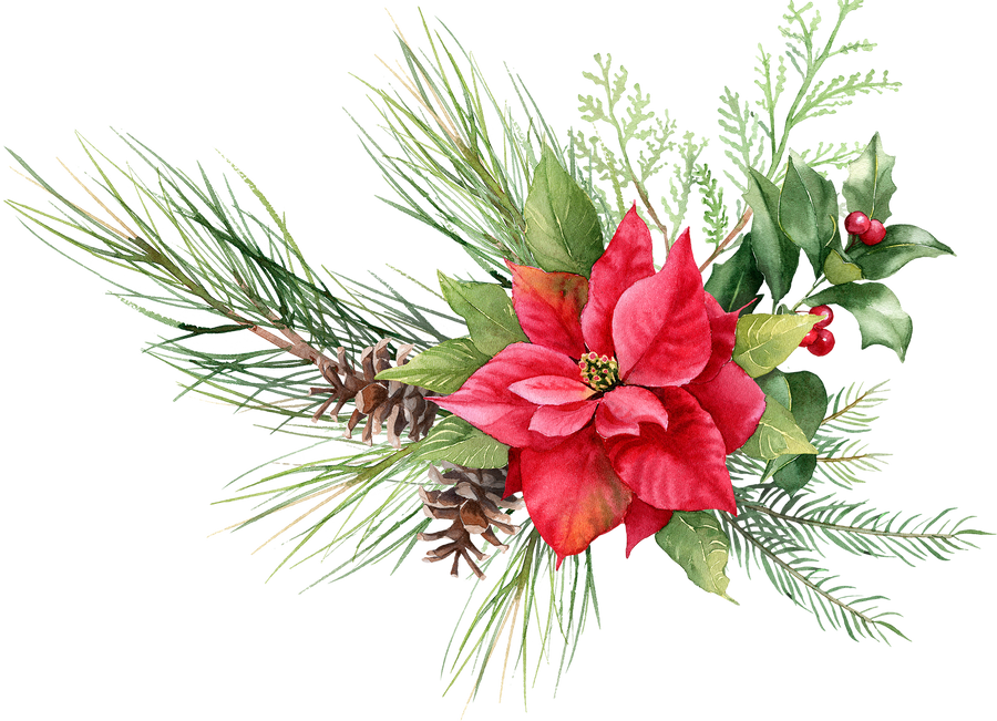 Christmas floral bouquet. Poinsettia with pine fir branches