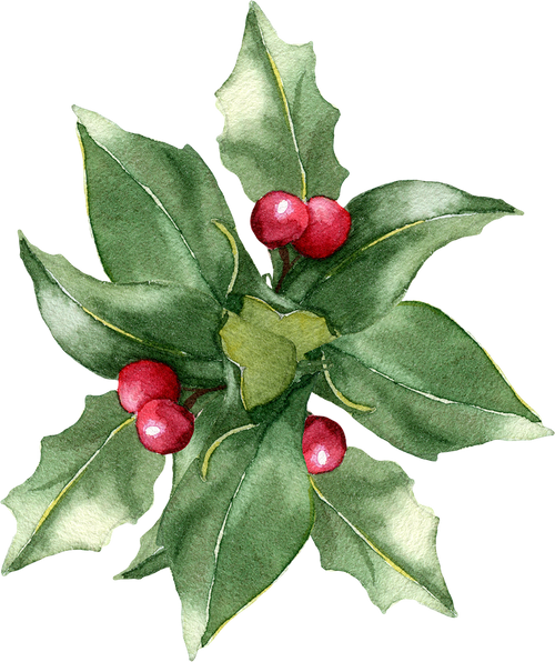 Holly berries watercolour bouquet. Christmas floral illustration