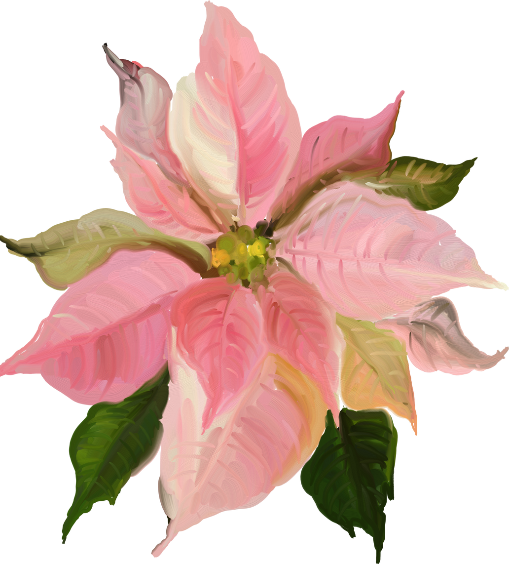 Poinsettia Flower Illustration