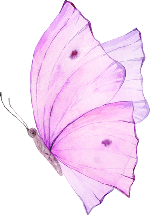 Pink  Watercolor Butterfly Illustration