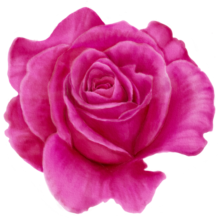 Decorative Rose Flower