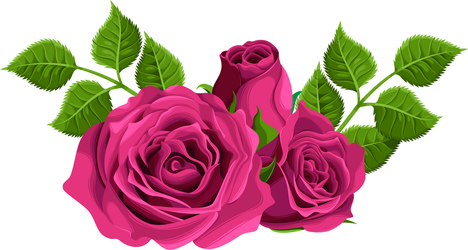 pink rose flower illustration 11