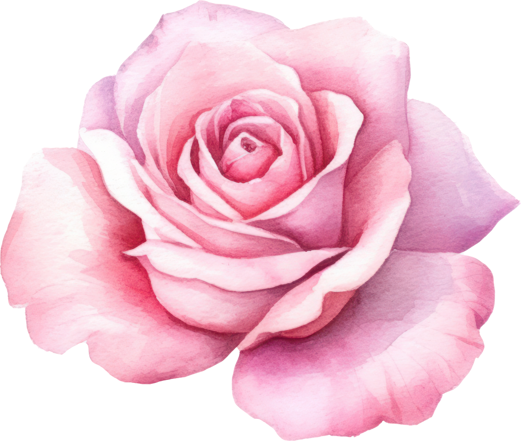 Pink Rose Flower Watercolor