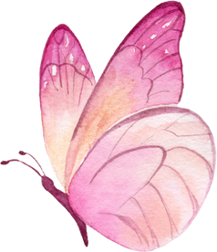 Pink butterfly Watercolor illustration